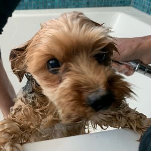 Meet your Posher, Sam